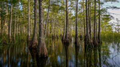 Nature trees water 4k wallpaper