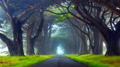 Nature tunnel of trees Reyes National Seashore California 4k wallpaper