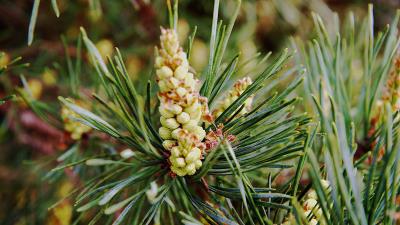 Needles branches pins cones 4k wallpaper