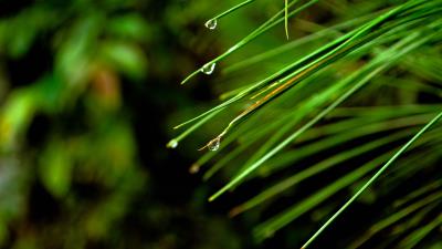 Needles drops macro 4k wallpaper