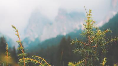 Needles fir macro 4k wallpaper