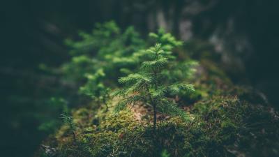 Needles sapling grass 4k wallpaper