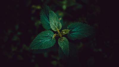Nettle leaves dark 4k wallpaper