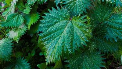 Nettle leaves drops close up 4k wallpaper