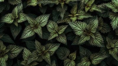 Nettle leaves green 4k wallpaper