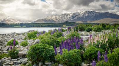 New zealand mountains flowers lake 4k wallpaper