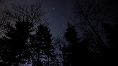 Night forest starry sky 4k wallpaper