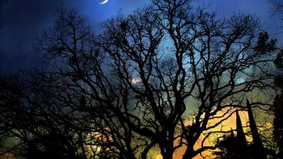 Night month trees nature 4k wallpaper
