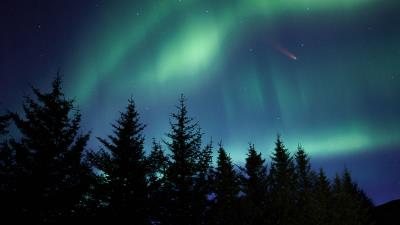 Northern lights spruce trees 4k wallpaper