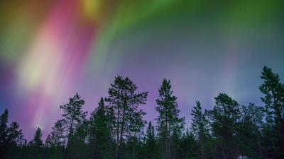 Northern lights trees multicolored 4k wallpaper