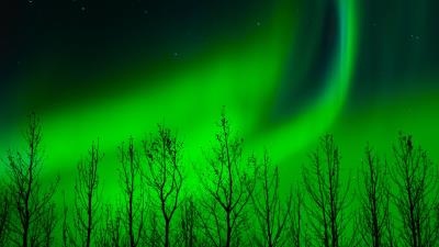 Northern lights trees silhouette 4k wallpaper