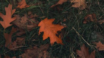Oak leaf grass 4k wallpaper