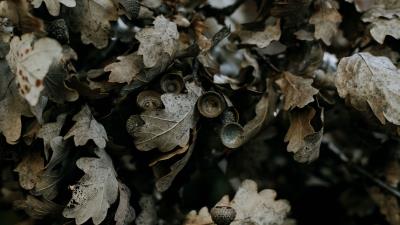 Oak leaves branch 4k wallpaper