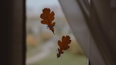 Oak leaves window 4k wallpaper