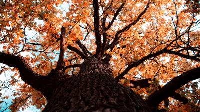 Oak tree branches 4k wallpaper