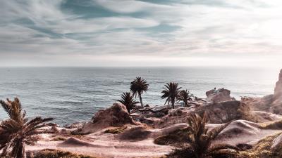 Ocean coast palm trees 4k wallpaper