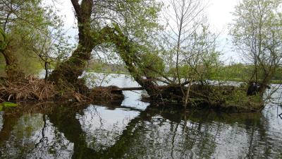 Ond trees island natur 4k wallpaper