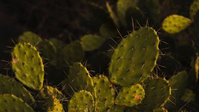 Opuntia cactus spines 4k wallpaper