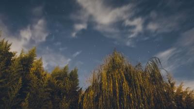 Osier starry sky stars 4k wallpaper