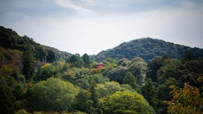 Pagoda building trees 4k wallpaper