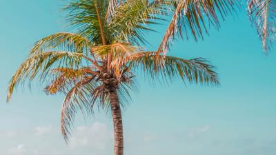 Palm beach coast image 4k wallpaper