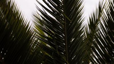 Palm branch leaves image 4k wallpaper