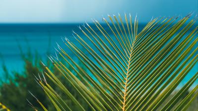 Palm branch leaves 4k wallpaper