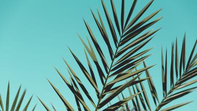 Palm branches leaves g 4k wallpaper