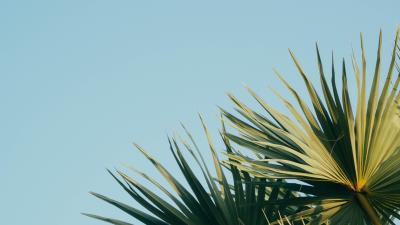 Palm branches leaves 4k wallpaper