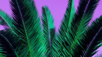 Palm branches plant 4k wallpaper