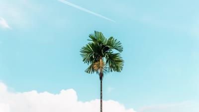 Palm branches sky 4k wallpaper