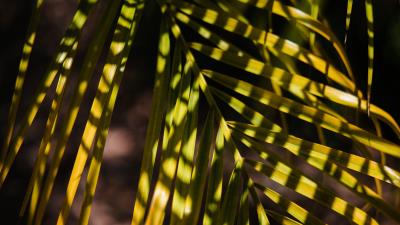 Palm leaf branch 4k wallpaper