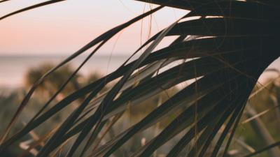 Palm leaves branch 4k wallpaper