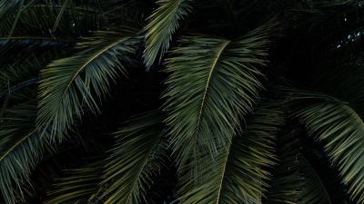 Palm leaves branches h 4k wallpaper