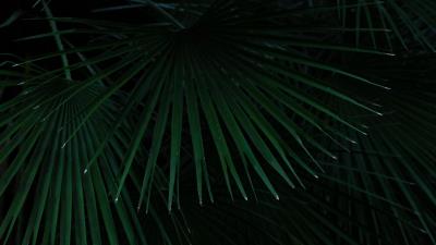 Palm leaves branches image 4k wallpaper