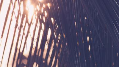 Palm leaves sunlight 4k wallpaper
