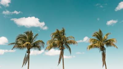 Palm minimalism sky 4k wallpaper