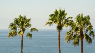 Palm sea horizon 4k wallpaper