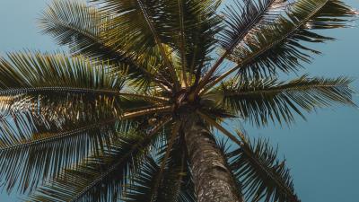 Palms branches bottom view 4k wallpaper