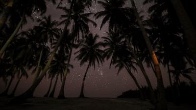 Palms starry sky tropics 4k wallpaper