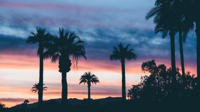 Palms sunset sky image 4k wallpaper