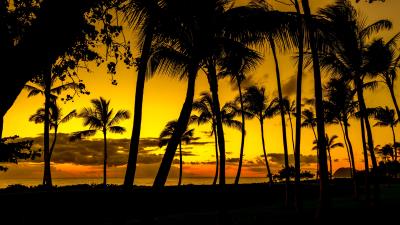 Palms sunset tropics 4k wallpaper