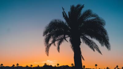 Palm sunset leaves 4k wallpaper