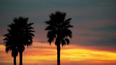 Palm sunset palm trees 4k wallpaper