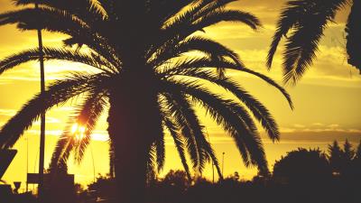 Palm sunset sky image 4k wallpaper