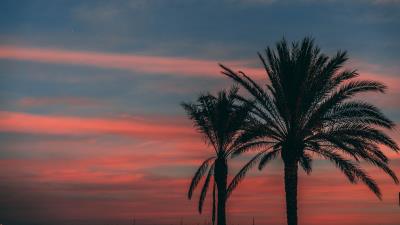 Palm sunset sky 4k wallpaper