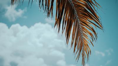 Palm tree branch leaves image 4k wallpaper