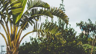 Palm tree branch leaves 4k wallpaper