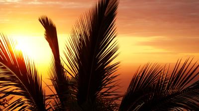 Palm tree branch sunset sky 4k wallpaper