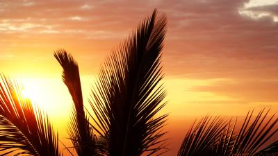 Palm tree branch sunset 4k wallpaper